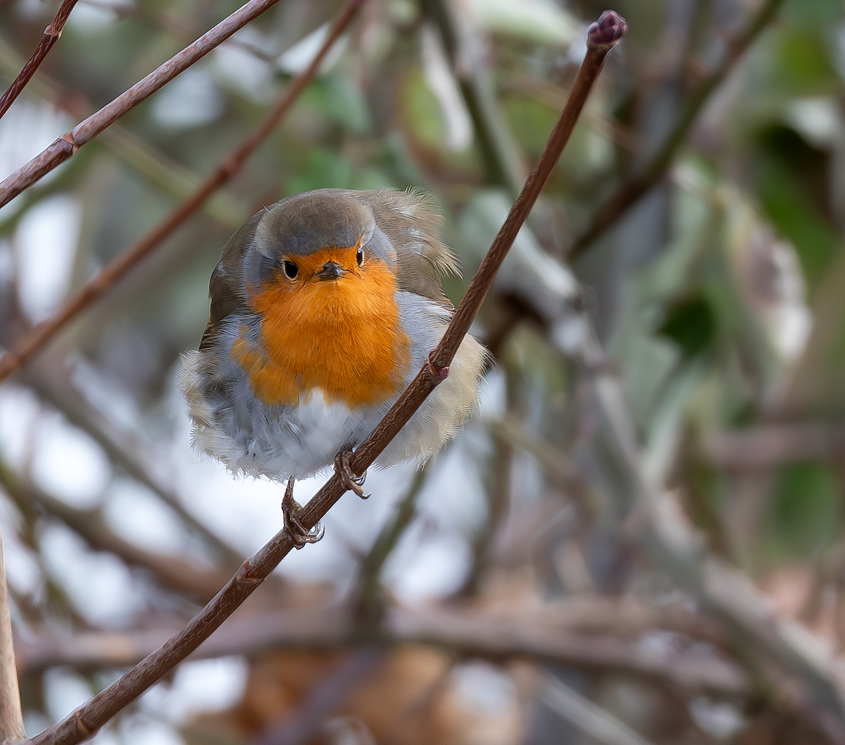 Rotkehlchen im Wintermodus