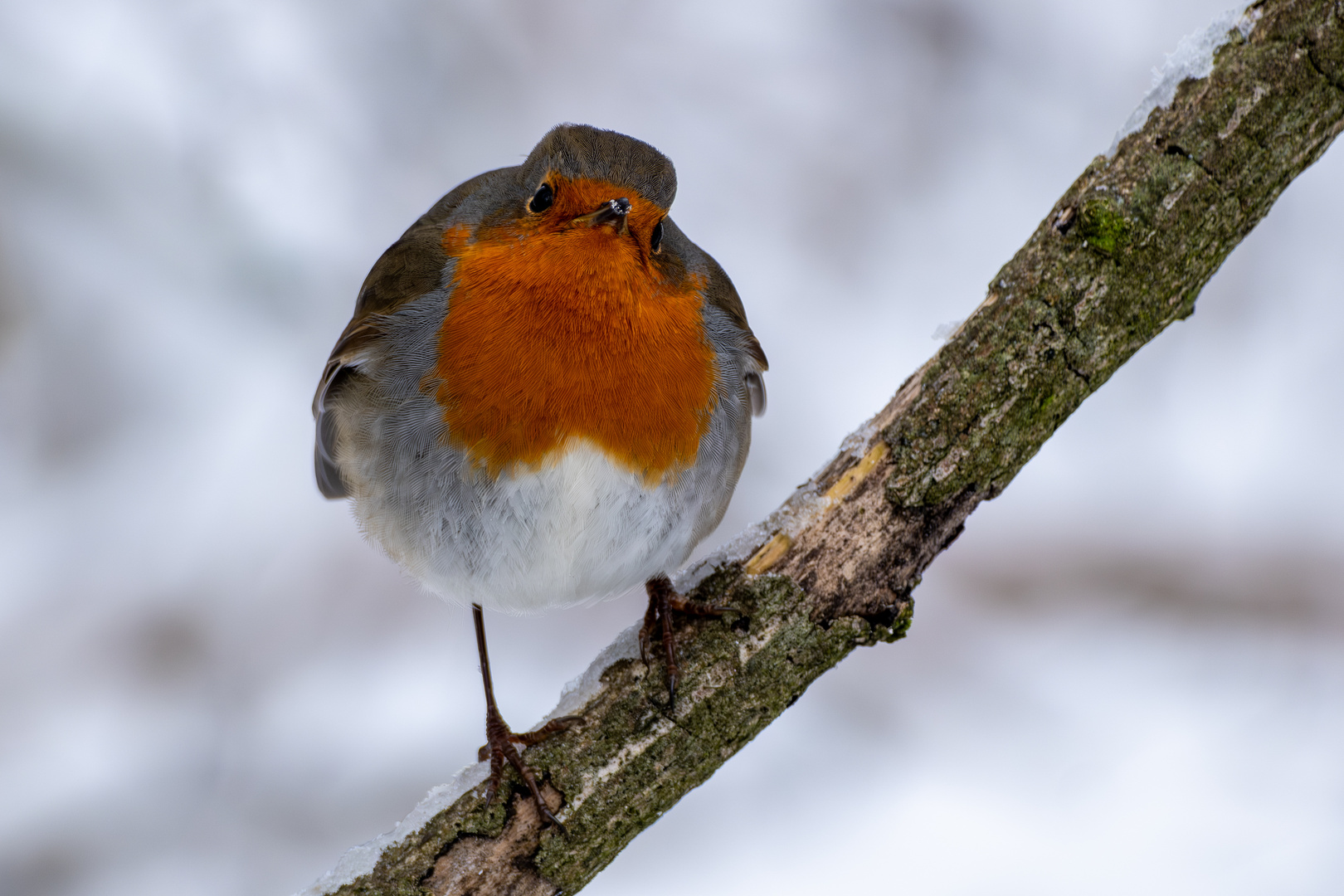 Rotkehlchen im Winterwald