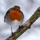 Rotkehlchen im Winterwald