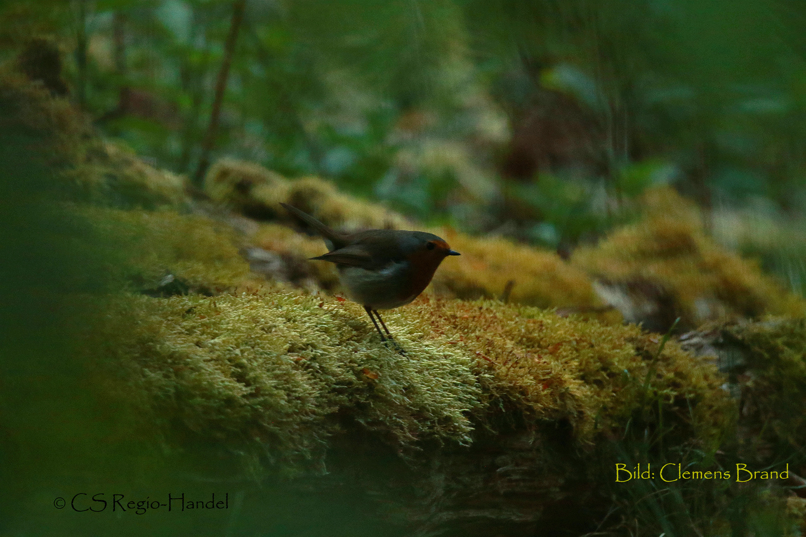 Rotkehlchen im Wunderwald