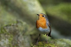 Rotkehlchen im Zauberwald