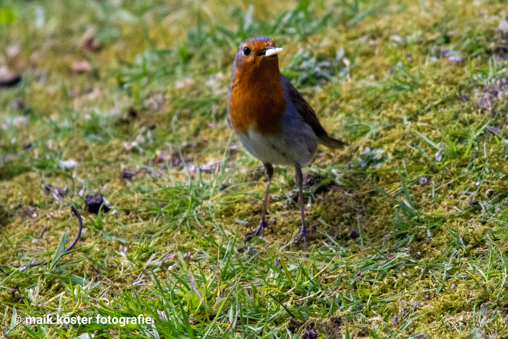 Rotkehlchen IMG_1259