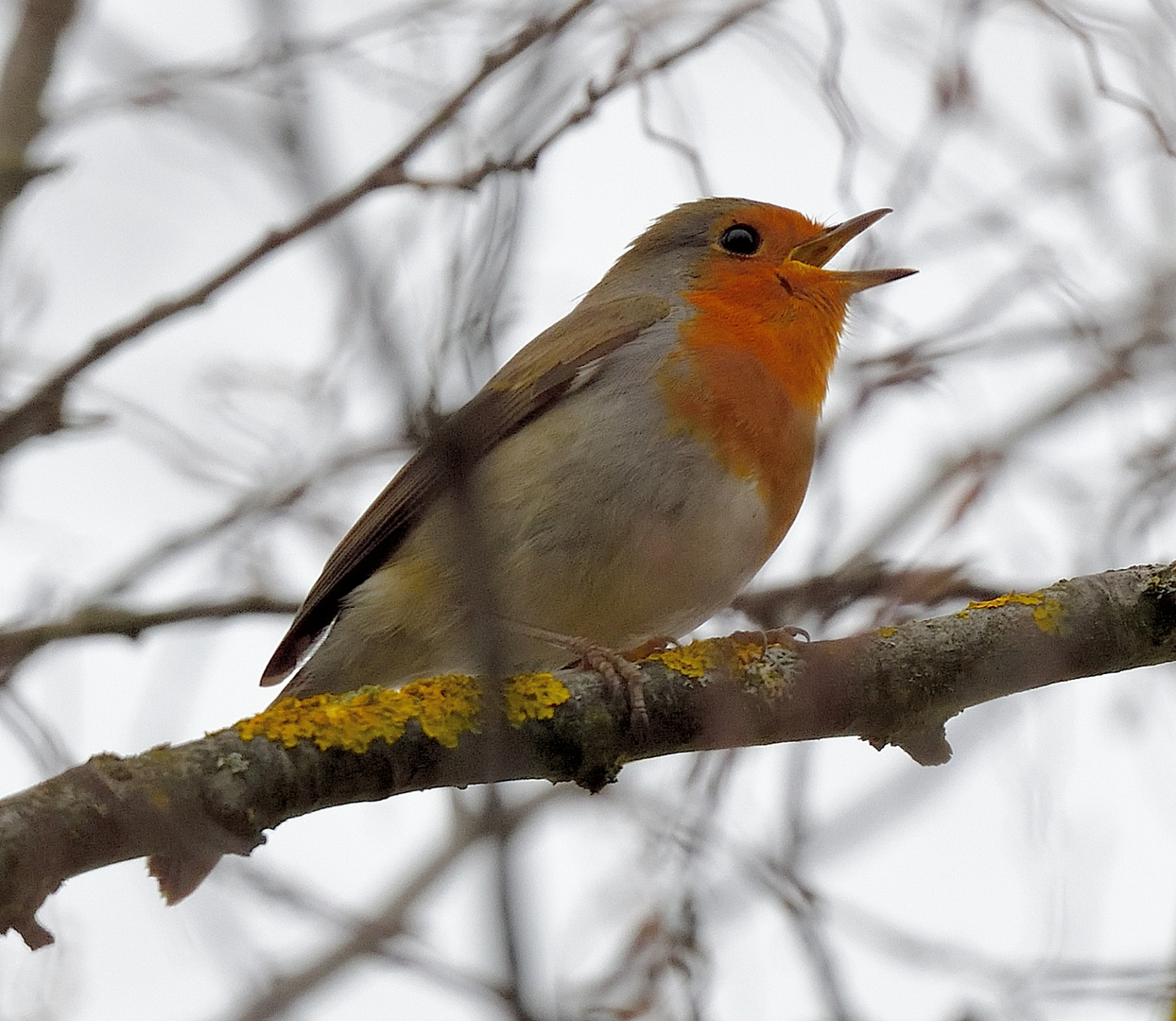 Rotkehlchen in Aktion (Erithacus rubecula), European, Petirrojo europeo robin, 