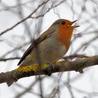 Rotkehlchen in Aktion (Erithacus rubecula), European, Petirrojo europeo robin, 