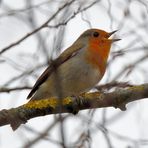 Rotkehlchen in Aktion (Erithacus rubecula), European, Petirrojo europeo robin, 