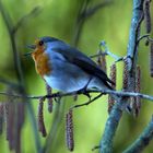 Rotkehlchen in blau