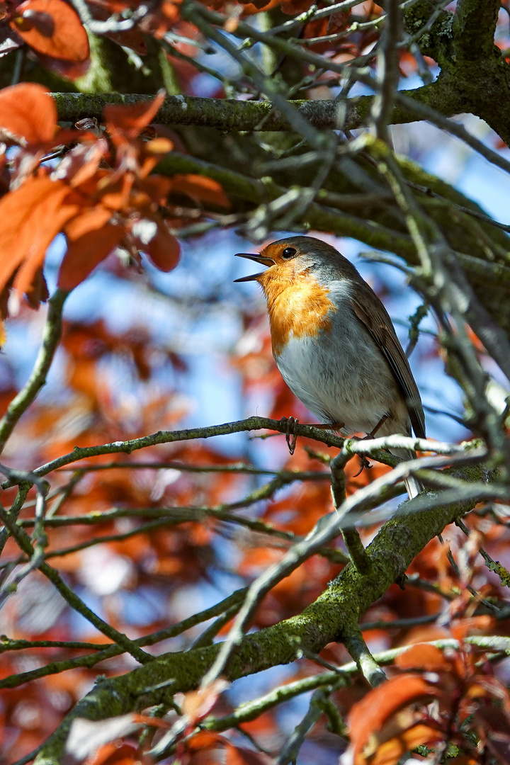 Rotkehlchen in Blutpflaume