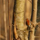 Rotkehlchen in der Abendsonne