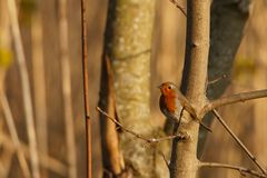 Rotkehlchen in der Abendsonne