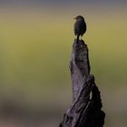 Rotkehlchen in der Abendsonne