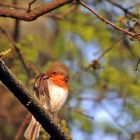 Rotkehlchen in der Abendsonne