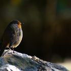 Rotkehlchen in der Abendsonne