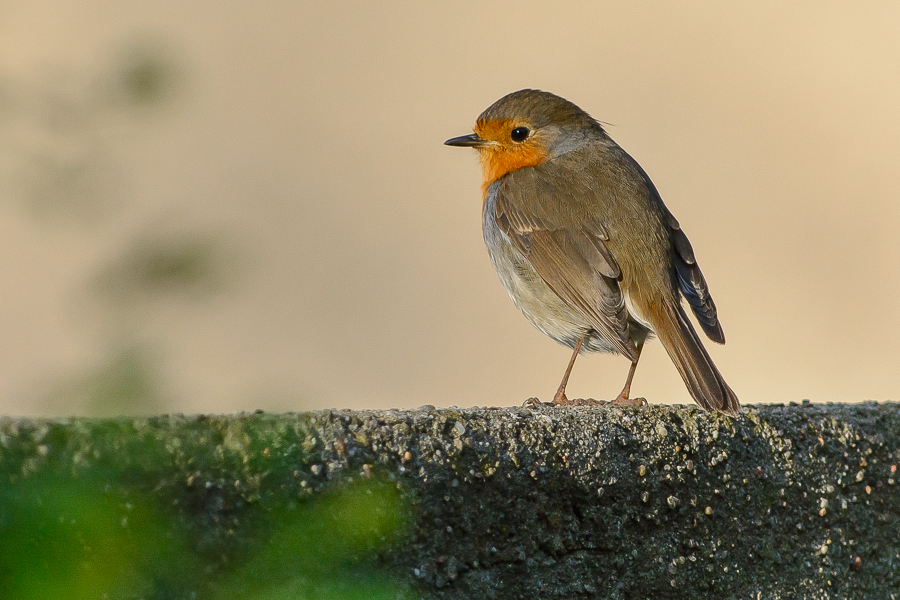 Rotkehlchen in der Abendsonne...