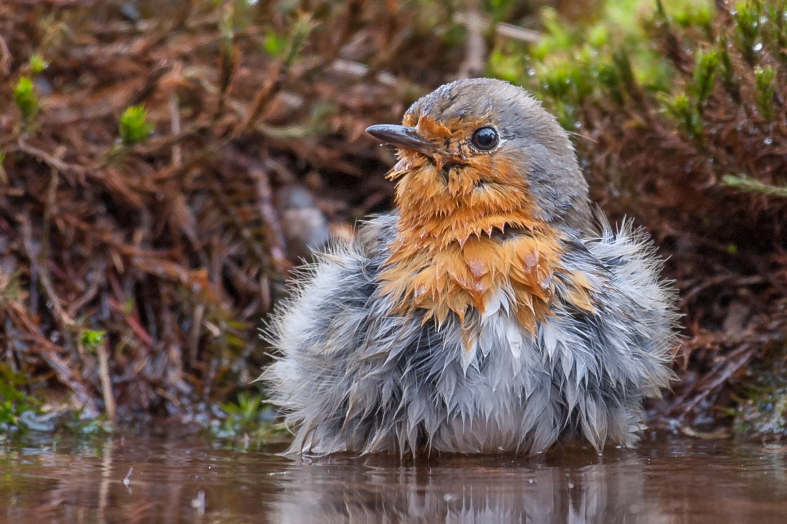 Rotkehlchen in der Badewanne