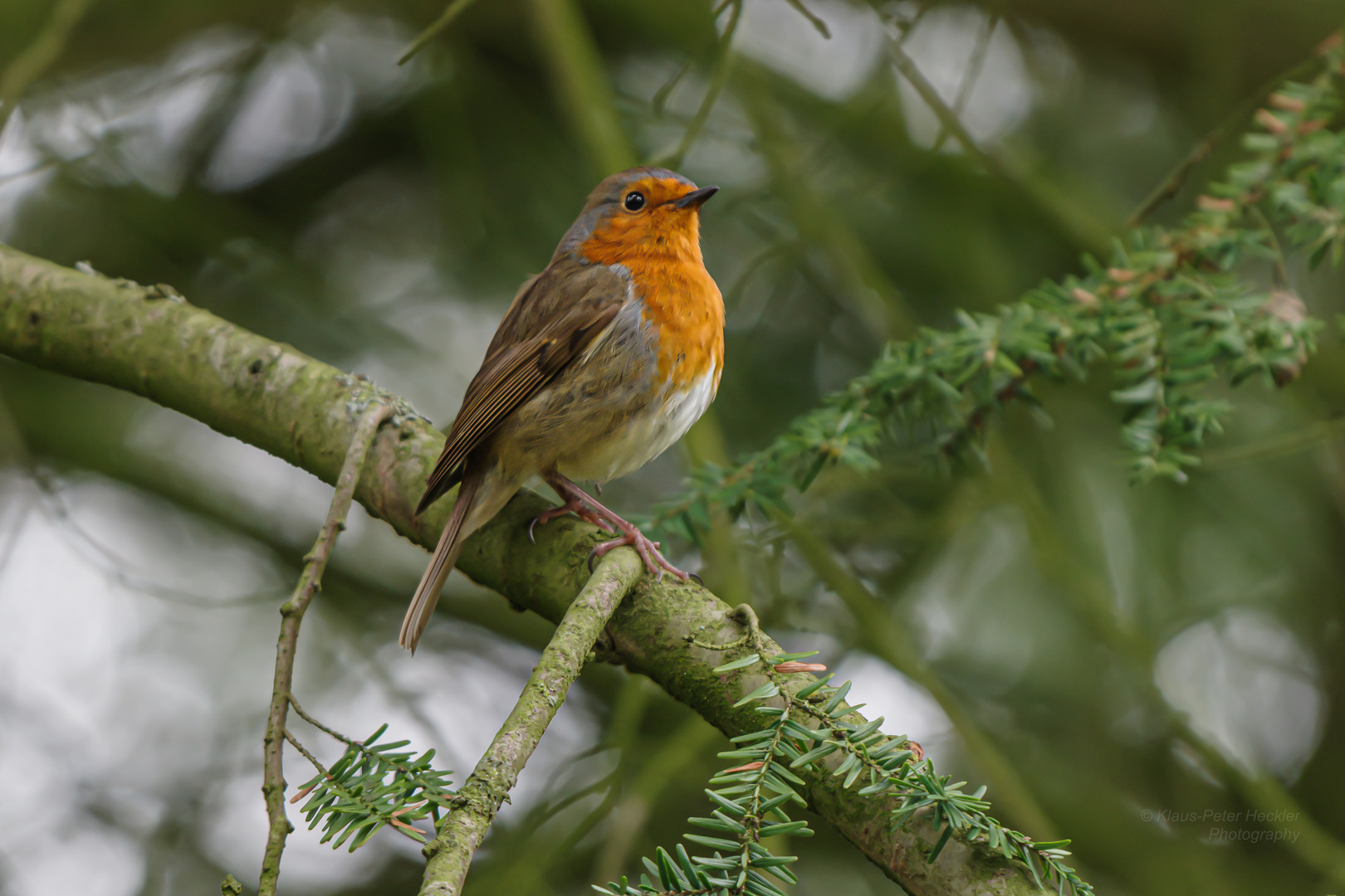 Rotkehlchen in der Eibe