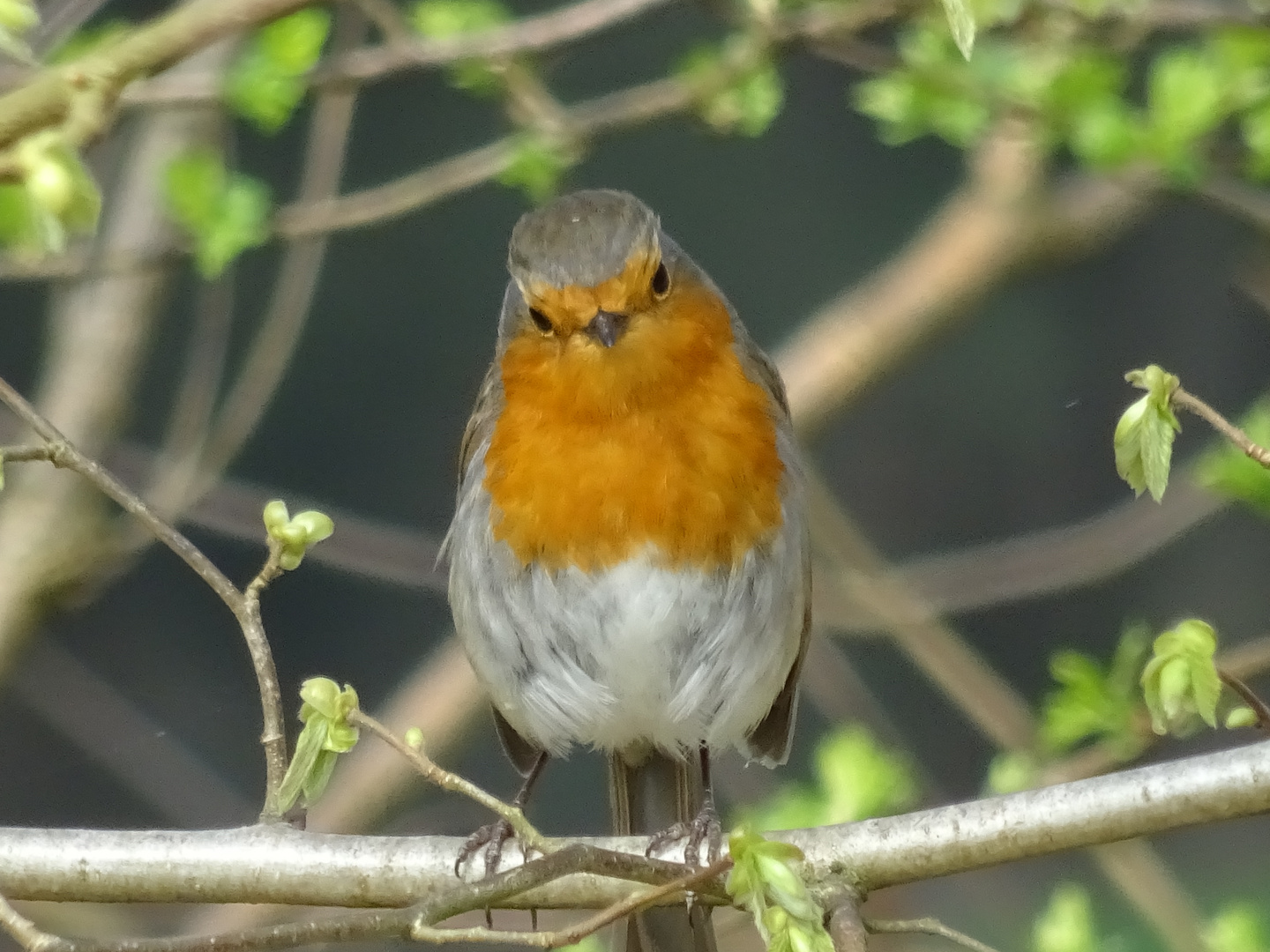 Rotkehlchen in der Frühlingssonne