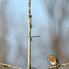 Rotkehlchen in der Frühlingssonne