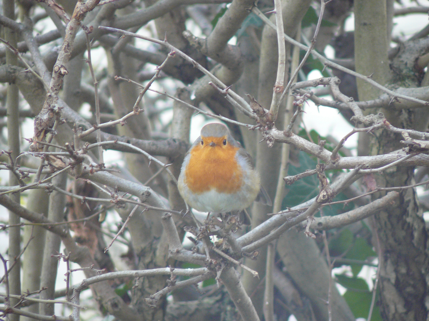 Rotkehlchen in der Hecke