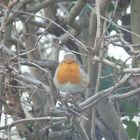 Rotkehlchen in der Hecke