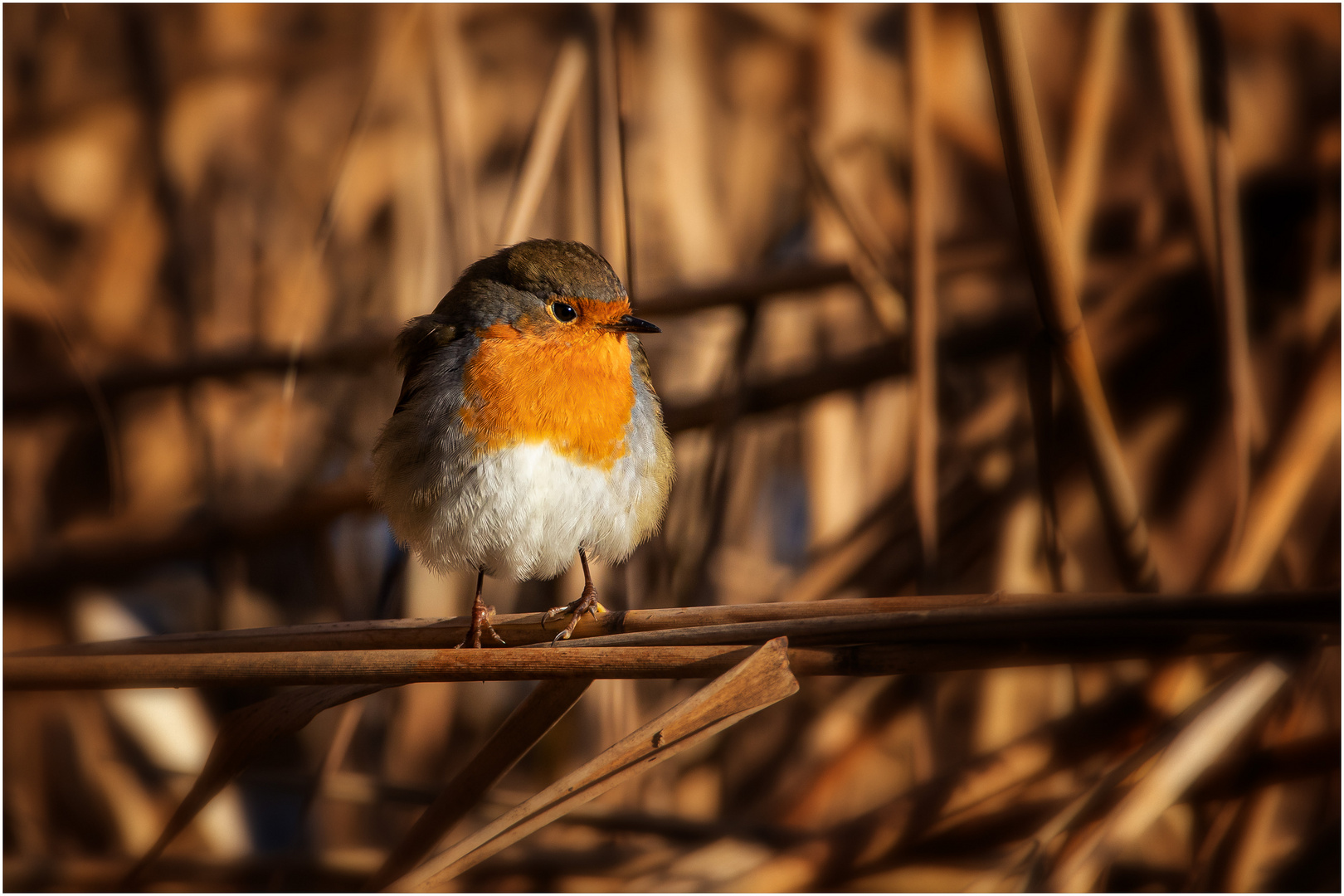 Rotkehlchen in der Morgensonne