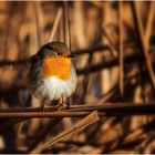 Rotkehlchen in der Morgensonne