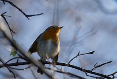 Rotkehlchen in der Morgensonne