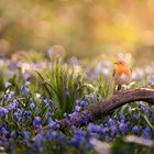 Rotkehlchen in der Morgensonne