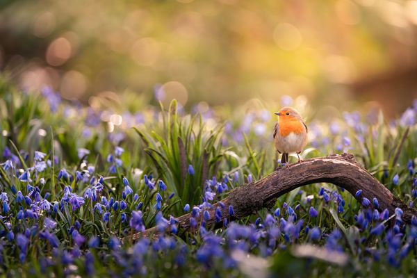 Rotkehlchen in der Morgensonne