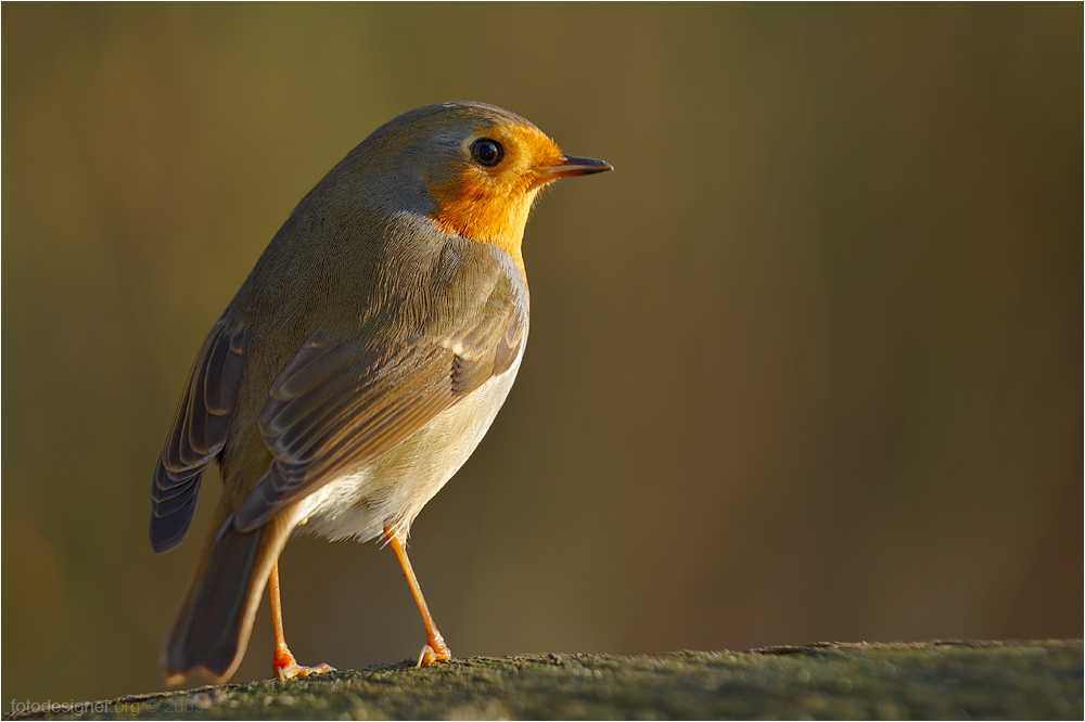 « Rotkehlchen in der Morgensonne »