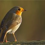 « Rotkehlchen in der Morgensonne »