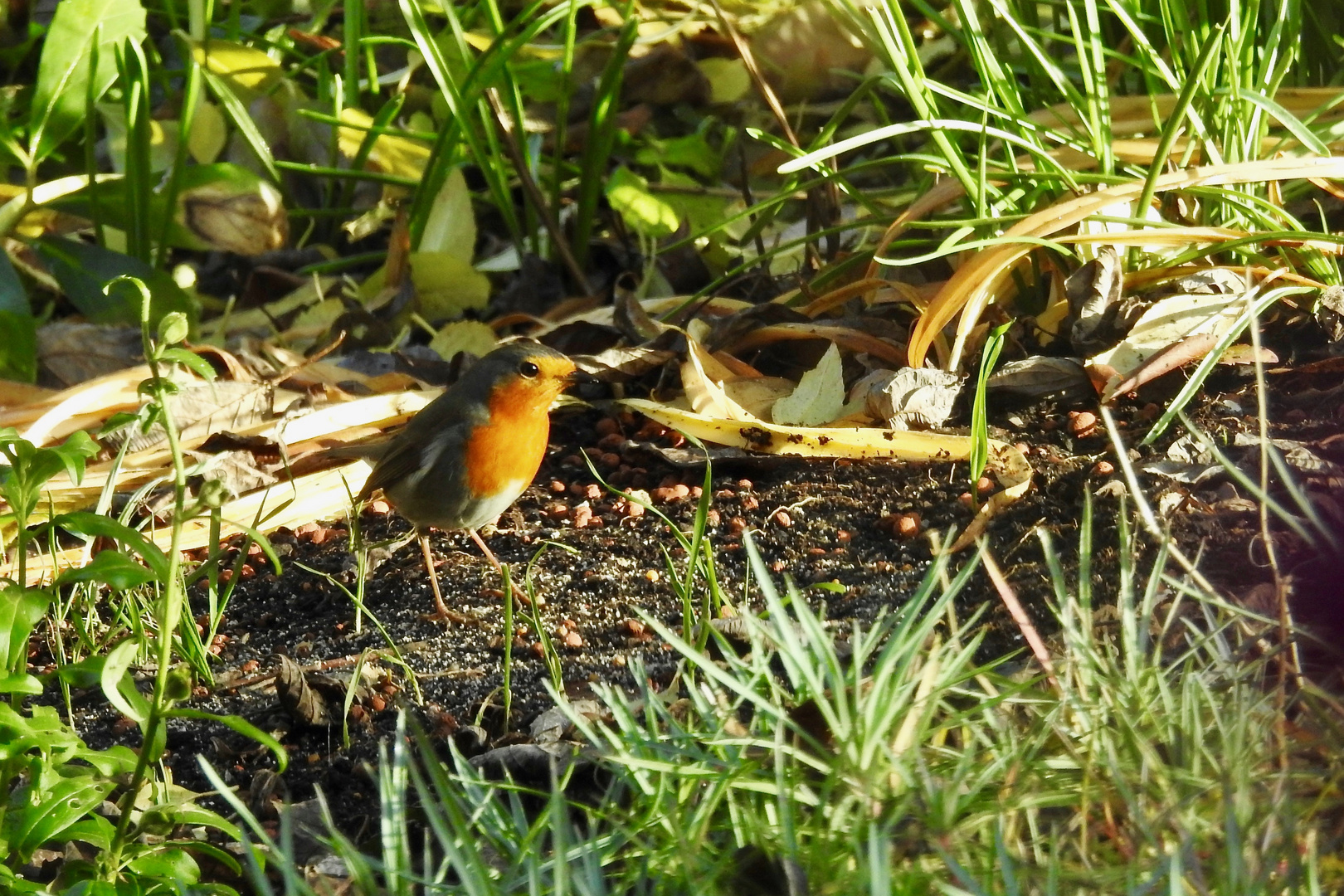 Rotkehlchen in der Morgensonne