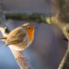 Rotkehlchen in der Sonne