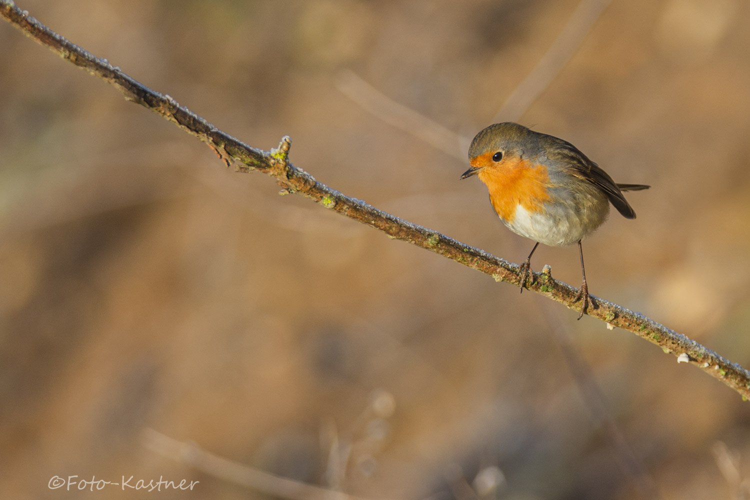 Rotkehlchen in der Winter-Morgen-Sonne