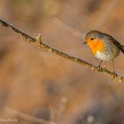 Rotkehlchen in der Winter-Morgen-Sonne