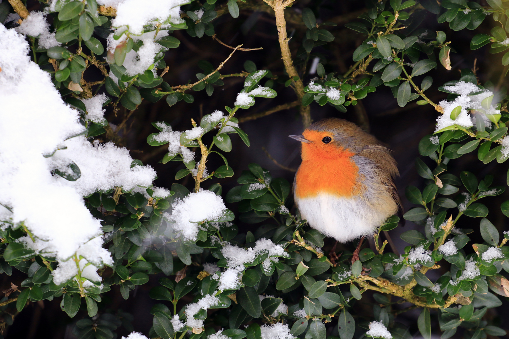 Rotkehlchen in der winterlichen Buchshecke