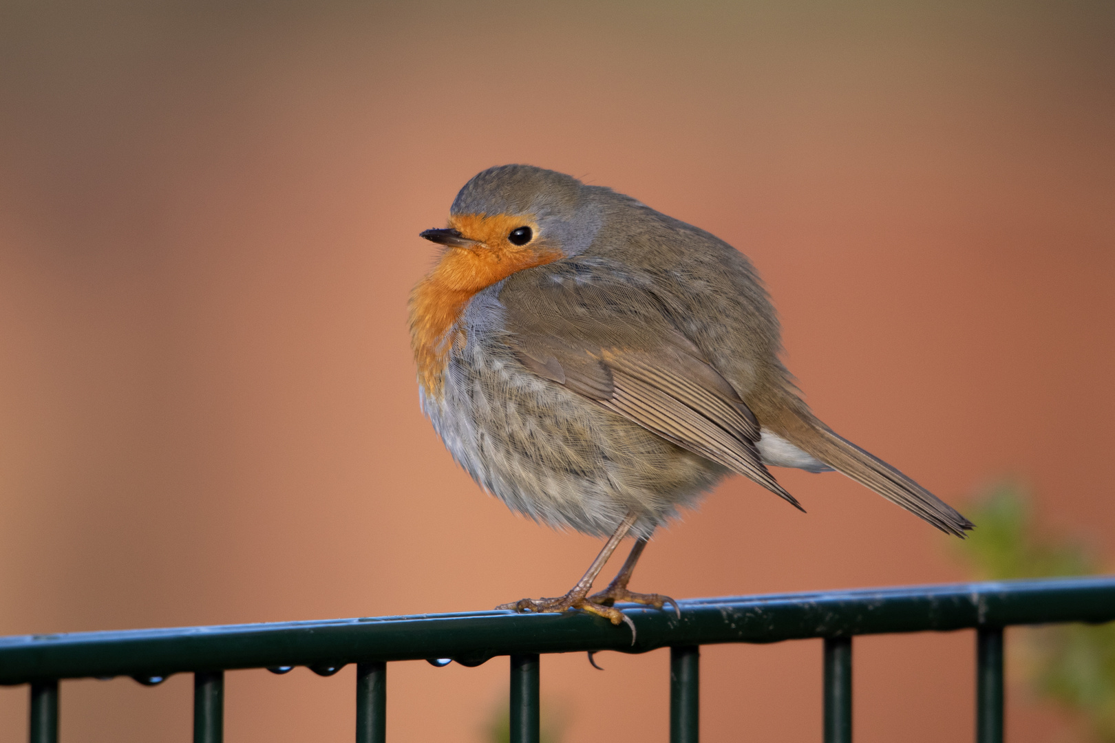 Rotkehlchen in der Wintersonne