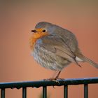 Rotkehlchen in der Wintersonne