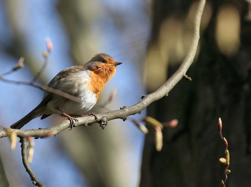 Rotkehlchen in Frühjahrslaune