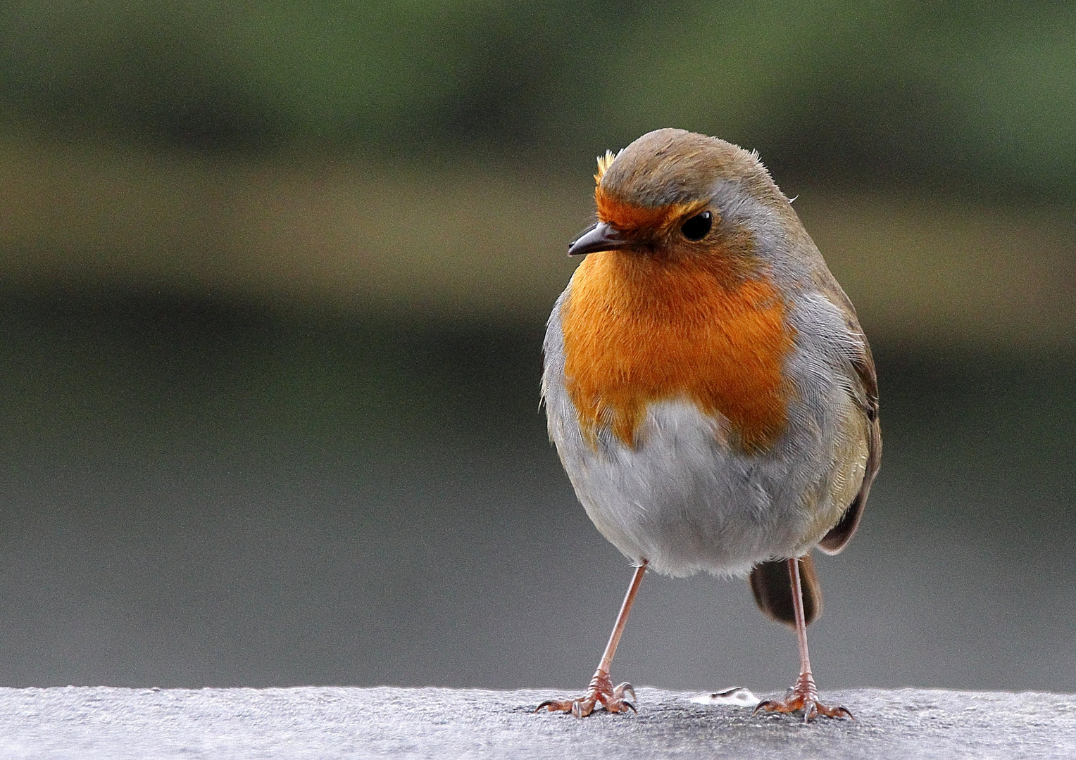 Rotkehlchen in Irland