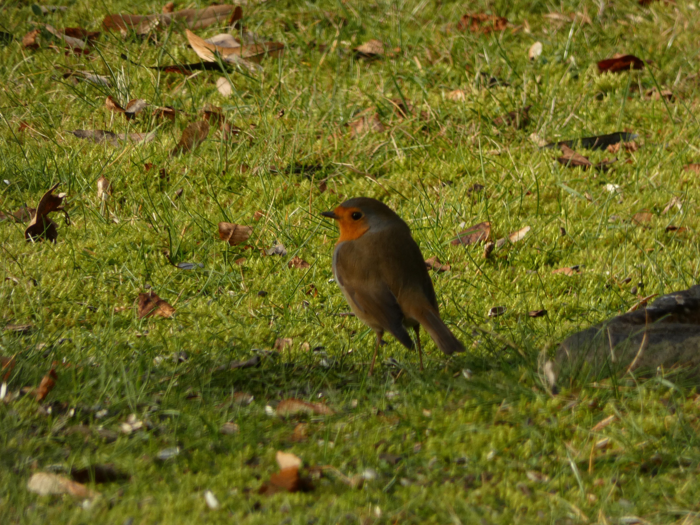 Rotkehlchen in meinem Garten