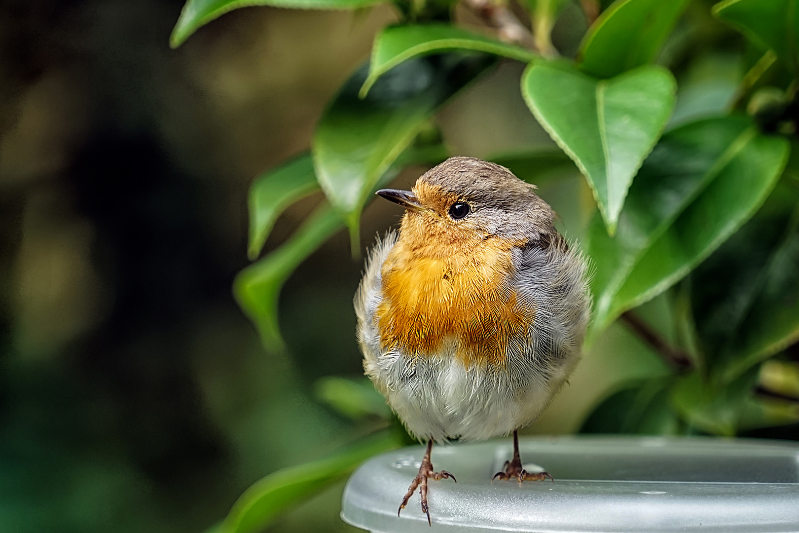 Rotkehlchen in meinem Garten