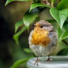 Rotkehlchen in meinem Garten