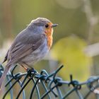 Rotkehlchen in Morgensonne :-)