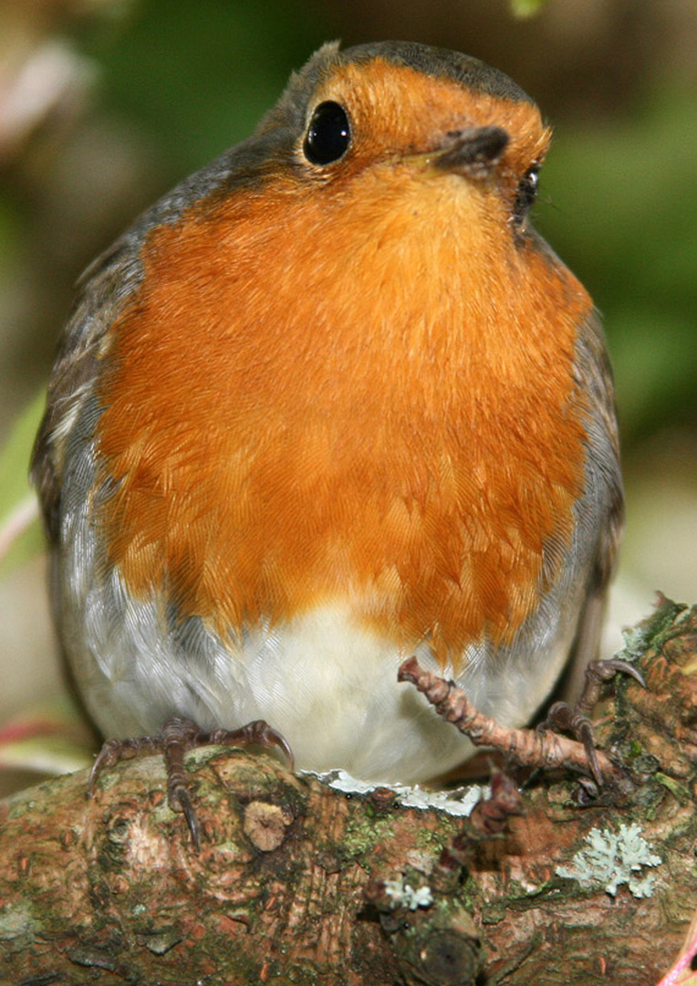 Rotkehlchen in Pose