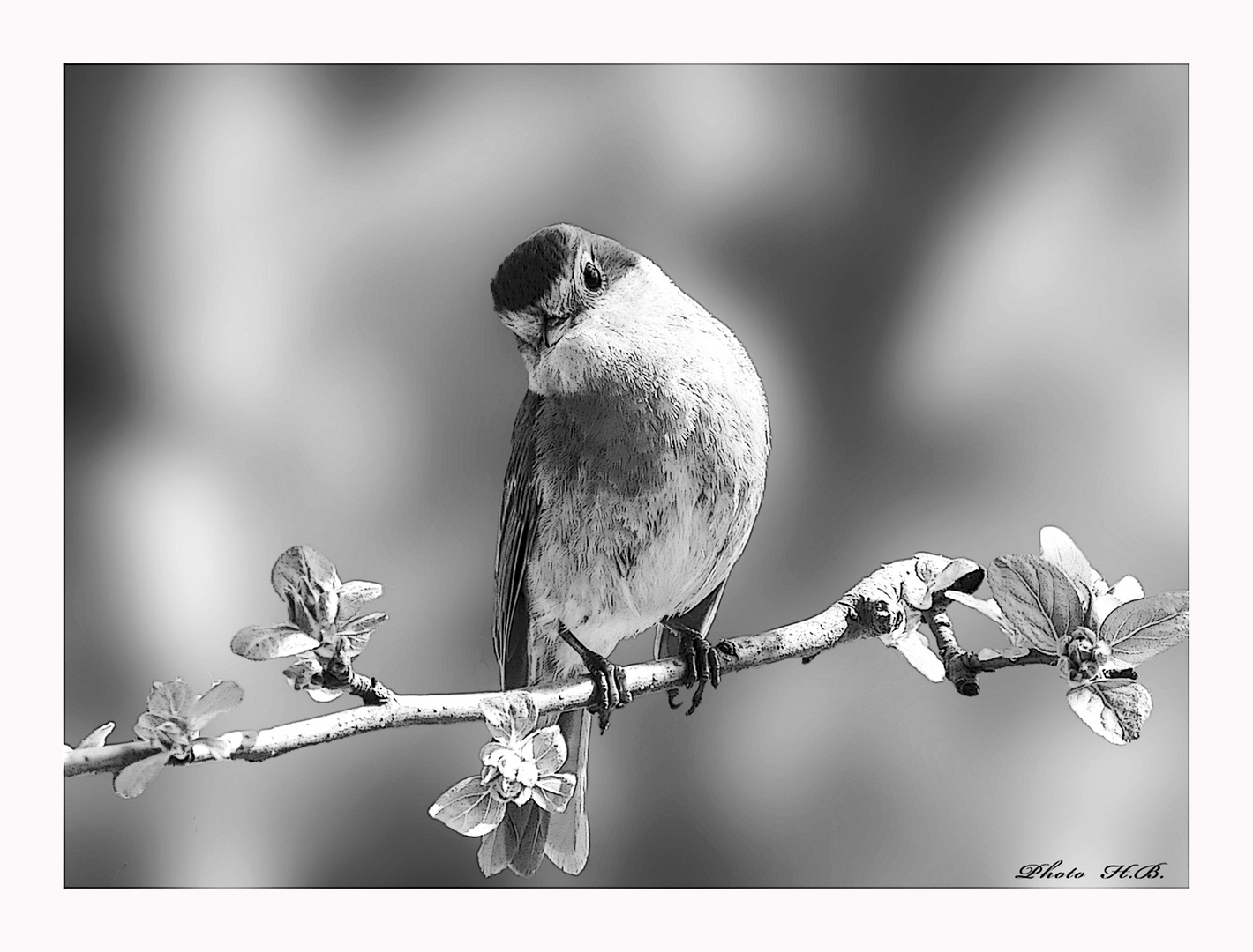 Rotkehlchen in schwarz/weiß Foto & Bild tiere, wildlife, wild lebende