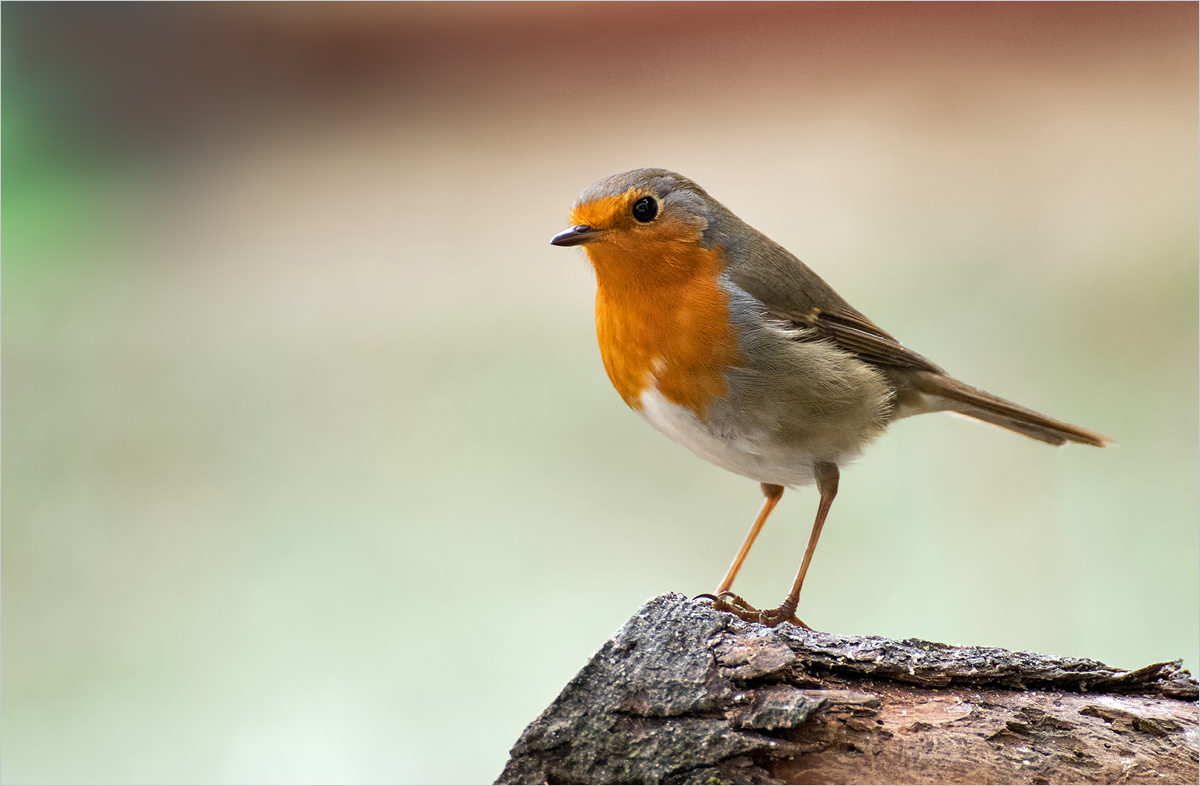 Rotkehlchen in unserem Garten