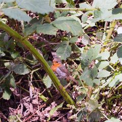 Rotkehlchen in wilden Brombeeren