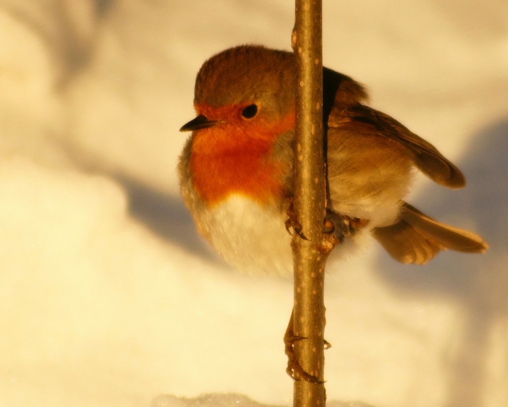 Rotkehlchen in Winterlandschaft