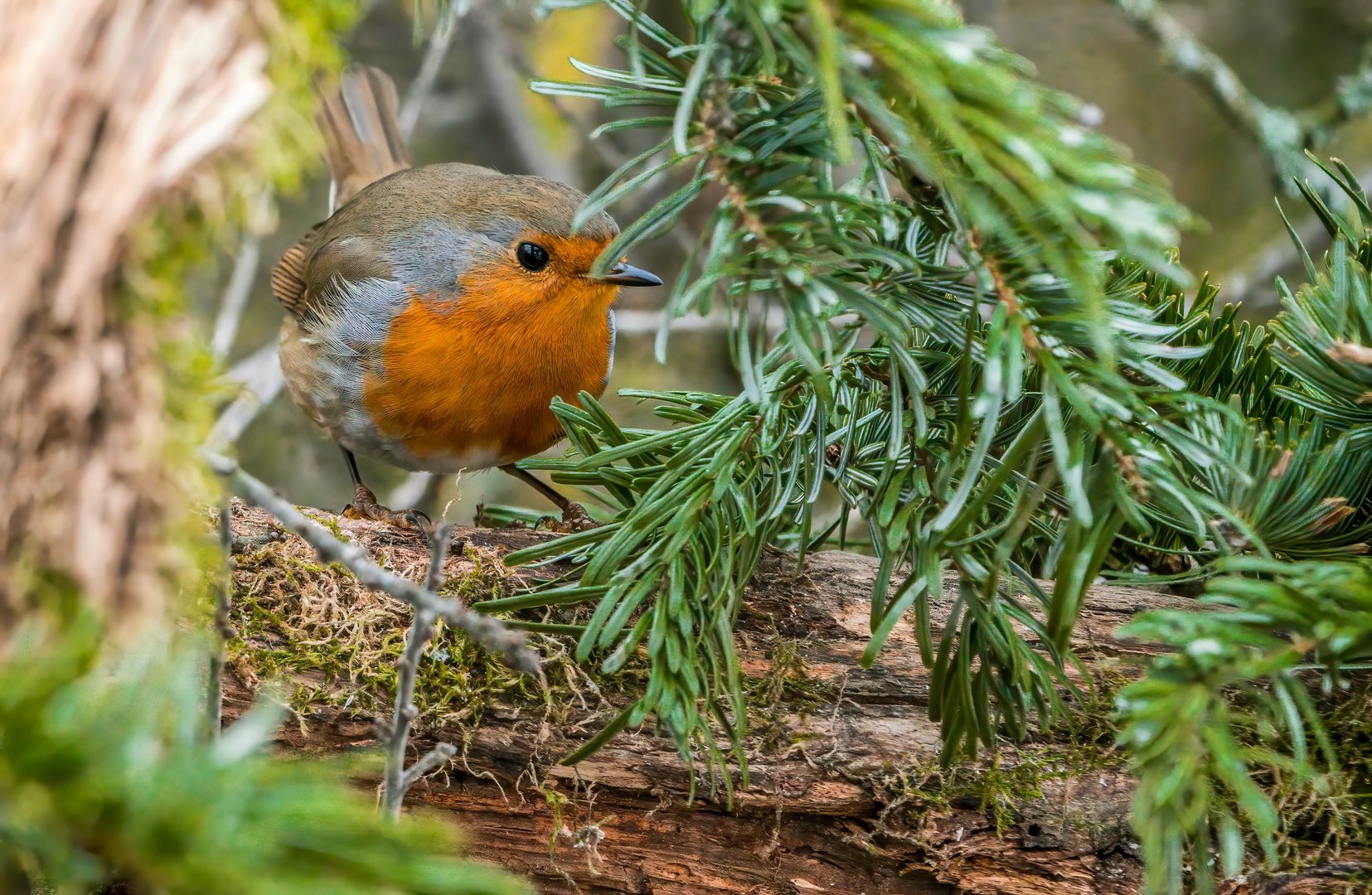 ROTKEHLCHEN (ISO 5000)