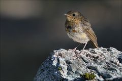 Rotkehlchen (Jungvogel)